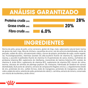 Royal Canin Alimento Seco para Gato Persa Adulto Receta Pollo, 3.1 kg