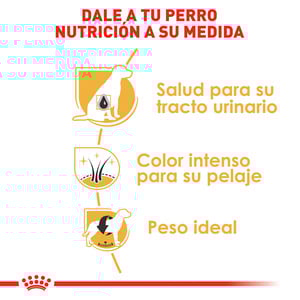 Royal Canin Alimento Seco para Perro Adulto Raza Schnauzer Miniatura, 4.5 kg
