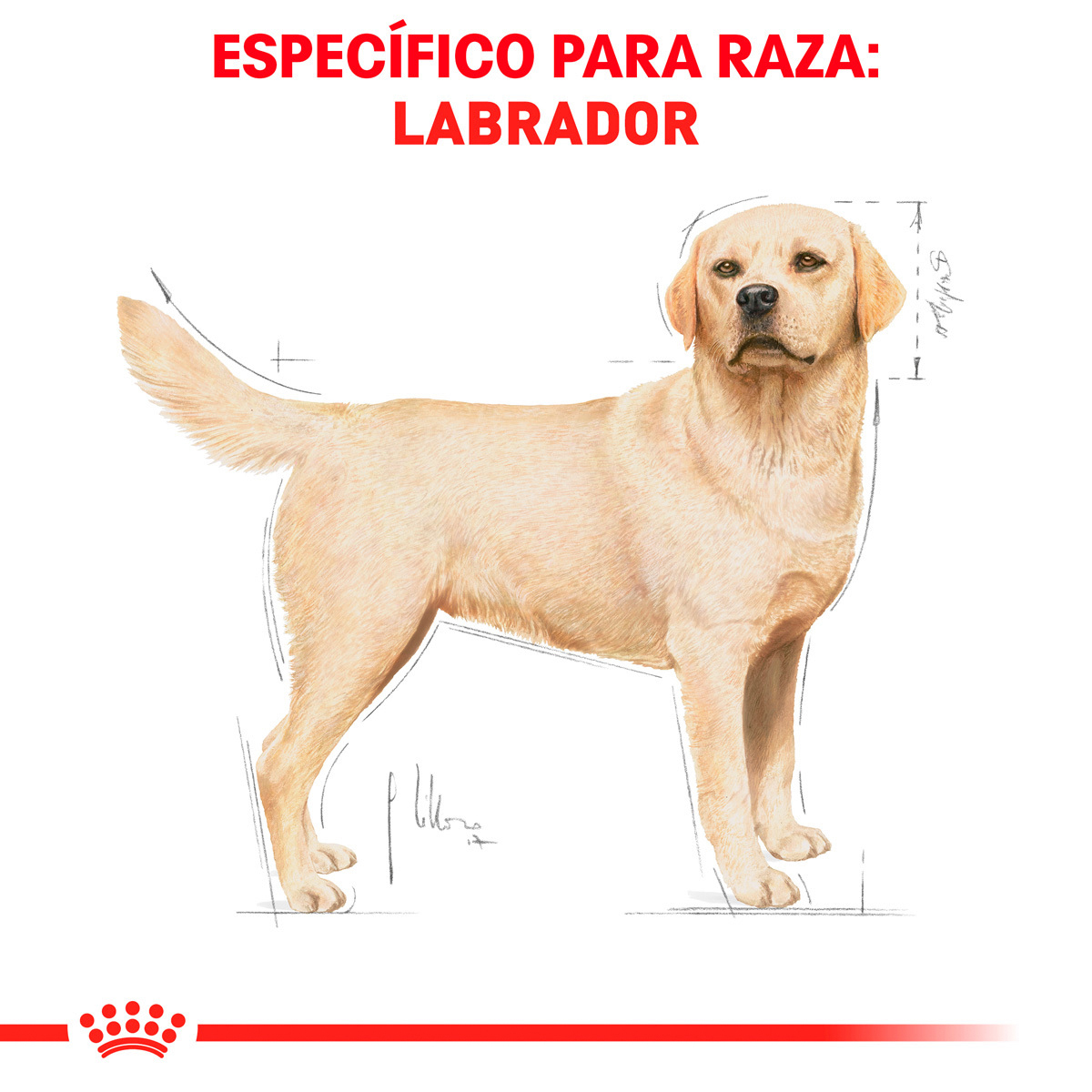 Royal Canin Alimento Seco para perro Adulto Raza 13.6 kg | Royal Canin | MARCAS Petco Mexico