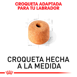 Royal Canin Alimento Seco para Perro Adulto Raza Labrador Retriever, 13.6 kg