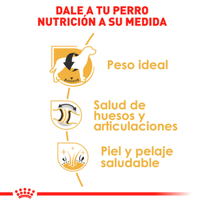 Royal Canin Alimento Seco para Perro Adulto Raza Labrador Retriever, 13.6 kg