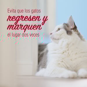 Nature's Miracle Limpiador y Repelente Enzimático para Marcaje con Orina de Gato, 709 ml