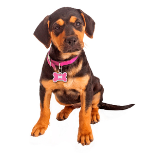 Hillman Group Placa de Identificación Grabable Diseño Hueso Epoxy Rosa para Perro, Grande