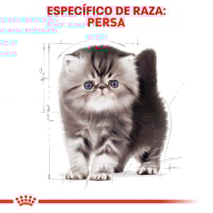 Royal Canin Alimento Seco para Gatito Persa Receta Pollo, 1.3 kg