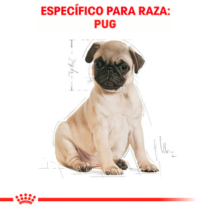 Royal Canin Alimento Seco para Cachorro Raza Pug, 1.1 kg