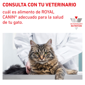 Royal Canin Veterinary Diet Alimento Húmedo Gastrointestinal Alto en Energía para Gato Adulto, 145 g