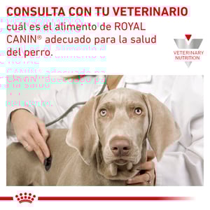 Royal Canin Veterinary Diet Alimento Seco Soporte Renal S para Perro Adulto, 8 kg