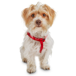 Good2Go Arnés Confort Ajuste Americano Color Rojo para Perro, Chico Good2Go Arnés Confort Ajuste Americano Color Rojo para Perro, Chico