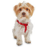 Good2Go Arnés Confort Ajuste Americano Color Rojo para Perro, Chico Good2Go Arnés Confort Ajuste Americano Color Rojo para Perro, Chico