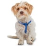 Good2Go Arnés Confort Ajuste Americano Color Azul para Perro, X-Chico Good2Go Arnés Confort Ajuste Americano Color Azul para Perro, X-Chico