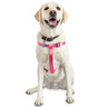 Youly Arnés Confort de Nylon Ajuste Romano Color Rosa para Perro, Grande/ X-Grande Youly Arnés Confort de Nylon Ajuste Romano Color Rosa para Perro, Grande/ X-Grande