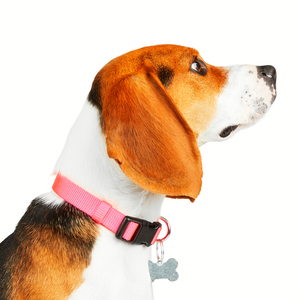 Youly Collar Ajustable de Nylon Color Rosa con Broche para Perro, Grande/ X-Grande