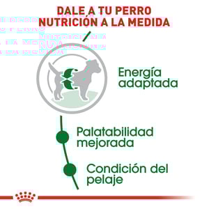 Royal Canin Alimento Seco para Perro Adulto Raza Pequeña, 2 kg