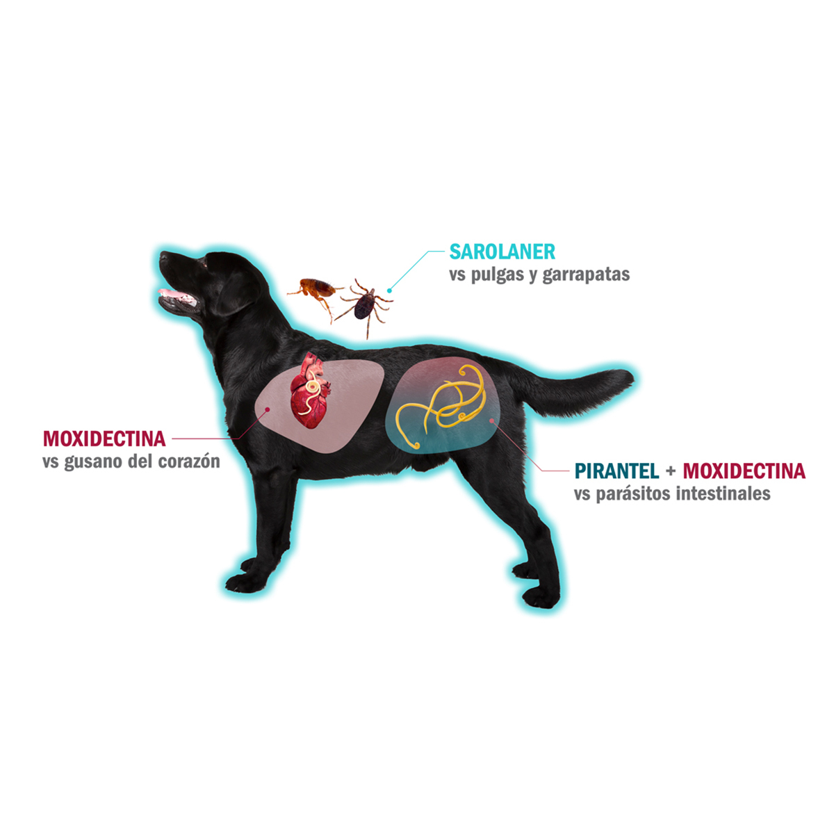 Simparica Trio Masticable Desparasitante Externo e Interno para Perro ...