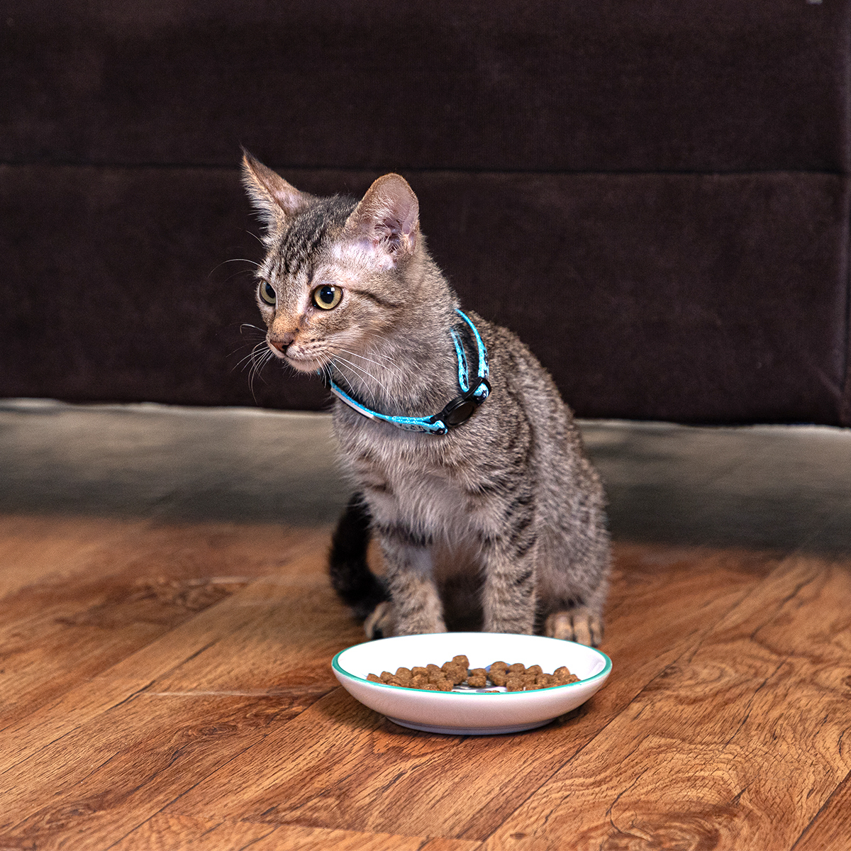 Petrageous Tazón de Cerámica Estilo Platillo Modelo Peces y Burbujas para Gato, X-Chico