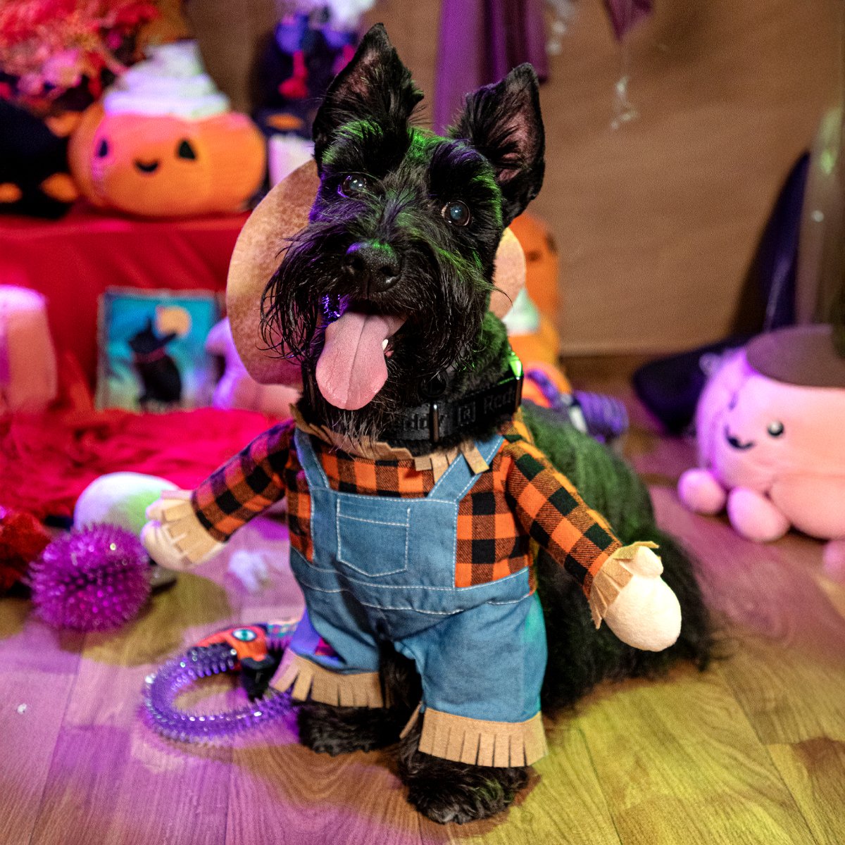 Bootique Halloween Disfraz Espantapájaros para Perro, Mediano