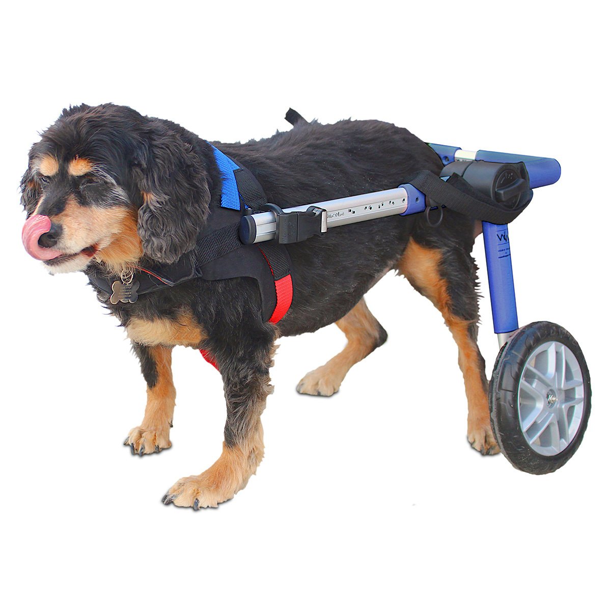 Walkin' Pets Silla de Ruedas con Soporte para Miembros Posteriores para Perro y Gato, Mediano