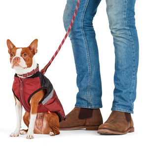 Reddy Collar Diseño Reforzado Color Vino con Broche Metálico para Perro, Mediano