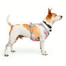 EveryYay Arnés Ajuste Romano Diseño Reflectante Color Rosa para Perros, Chico EveryYay Arnés Ajuste Romano Diseño Reflectante Color Rosa para Perros, Chico