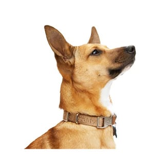 Reddy Collar Ajustable Diseño Jacquard Color Café con Broche Metálico para Perro, Grande Reddy Collar Ajustable Diseño Jacquard Color Café con Broche Metálico para Perro, Grande