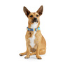 Youly Collar Ajustable Diseño Líneas Azul/ Naranja con Broche para Perro, Grande Youly Collar Ajustable Diseño Líneas Azul/ Naranja con Broche para Perro, Grande