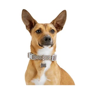 Youly Collar Ajustable Diseño Arcoíris Reflectante con Broche para Perro, Chico