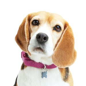 Youly Collar Ajustable Diseño Punteado Reflectante Color Rosa con Broche para Perro, Mediano Youly Collar Ajustable Diseño Punteado Reflectante Color Rosa con Broche para Perro, Mediano