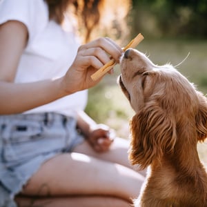 SmartBones Premios Masticables Naturales Libres de Granos con Forma de Stick Receta Pollo para Perro, 92 g