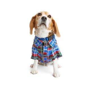 Youly Camisa De Cuadros para Perro, XX-Chico Youly Camisa De Cuadros para Perro, XX-Chico