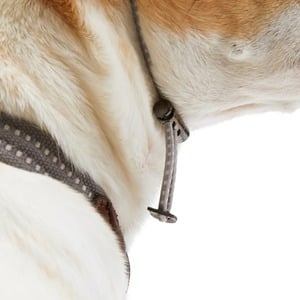 Reddy Gorra Sherpa Gris para Perro, X-Chico/Chico