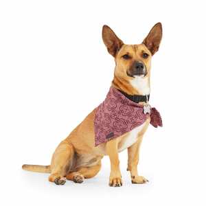 Reddy Bandana Vino para Perro, Grande/X-Grande Reddy Bandana Vino para Perro, Grande/X-Grande