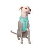 Petspaces Arnés Monocromático Color Aqua para Perro, Chico Petspaces Arnés Monocromático Color Aqua para Perro, Chico