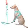 Petspaces Correa Match de Pvc Color Aqua para Perro, Unitalla Petspaces Correa Match de Pvc Color Aqua para Perro, Unitalla