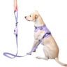Petspaces Correa Match de Pvc Color Lila para Perro, Unitalla Petspaces Correa Match de Pvc Color Lila para Perro, Unitalla