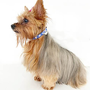 B&Kolor Collar de Piel Diseño Tejido Artesanal Color Azul con Hebilla para Perro, X-Chico