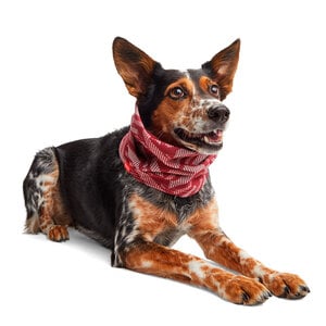 Reddy Spring Pasamontañas Camo Rojo, Grande / X-Grande Reddy Spring Pasamontañas Camo Rojo, Grande / X-Grande