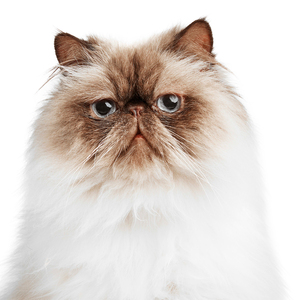 EveryYay Cama Ortopédica Afelpada con Diseño Acogedor para Gato, Gris