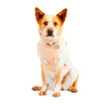 Reddy Playera Estilo Camo Color Rosa para Perro, Grande Reddy Playera Estilo Camo Color Rosa para Perro, Grande