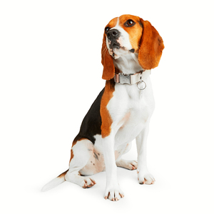 Reddy Collar Modelo Jaquard Color Rosa para Perro, Chico