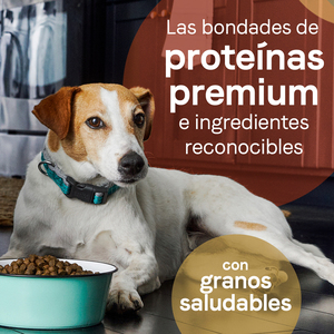 Canidae Pure Alimento Seco Granos Saludables para Cachorro Receta Salmón y Avena, 10.8 kg