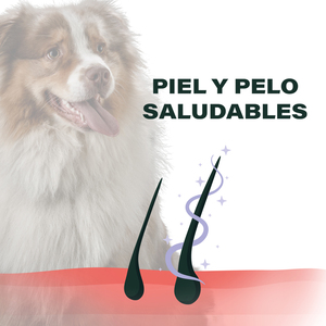 Natural Gourmet Alimento Natural Piel y Pelo Saludables para Perro Adulto Receta Cordero y Salmón, 12 kg