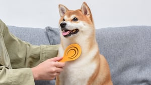 Burt's Bees Cepillo Pin Brush Desenredante Ecológico para Cachorros y Perros Adultos de Raza Pequeña, Chico