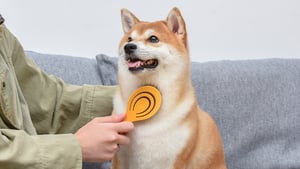 Burt's Bees Cepillo de Cerdas Naturales Ecológico para Cachorro y Perros Adultos, Chico