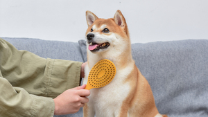 Burt's Bees Cepillo 2 en 1 Ecológico para Perro, Mediano / Grande