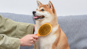 Burt's Bees Cepillo 2 en 1 Ecológico para Perro, Mediano / Grande