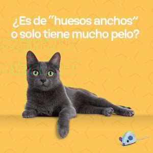 Canidae Goodness for Indoor Alimento Seco para Gato Adulto de Interior Receta Pescado Blanco, 4.5 kg
