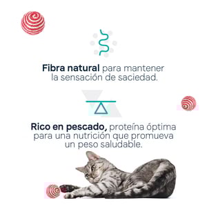 Canidae Goodness for Indoor Alimento Seco para Gato Adulto de Interior Receta Pescado Blanco, 4.5 kg