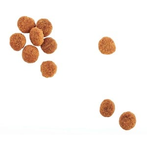 WholeHearted Healthy Benefits Alimento Natural para Perro Adulto Cuidado de Piel/Pelo Receta Salmón y Chícharo, 2.2 kg