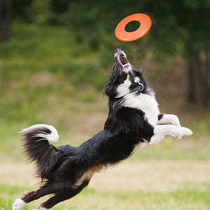 Nerf Dog Frisbee Atomic Flyer Color Naranja para Perro, Grande