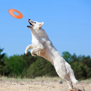 Nerf Dog Frisbee Atomic Flyer Color Naranja para Perro, Grande